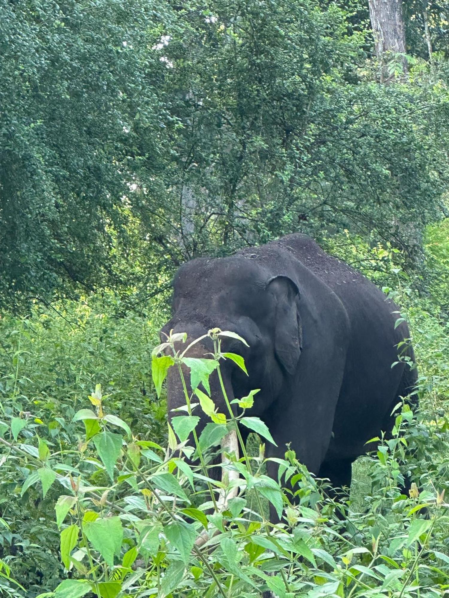 Angels Nest Home Stay 2 Acra Private Plantation Mountain Area Balconey Sunrice View Nearby Ngarhole Wild Life , Tholpetty Wild Life , Pakshipathalam Bird Santuary , Kuruva Island # Thirunelly & Thrissilery Temple Near By Secure Stay Wayanad Kerala Chegāt 外观 照片