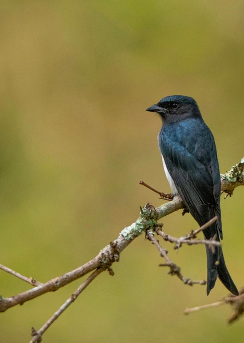 Angels Nest Home Stay 2 Acra Private Plantation Mountain Area Balconey Sunrice View Nearby Ngarhole Wild Life , Tholpetty Wild Life , Pakshipathalam Bird Santuary , Kuruva Island # Thirunelly & Thrissilery Temple Near By Secure Stay Wayanad Kerala Chegāt 外观 照片