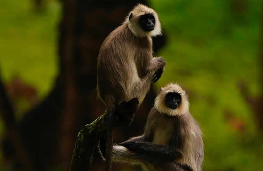 Angels Nest Home Stay 2 Acra Private Plantation Mountain Area Balconey Sunrice View Nearby Ngarhole Wild Life , Tholpetty Wild Life , Pakshipathalam Bird Santuary , Kuruva Island # Thirunelly & Thrissilery Temple Near By Secure Stay Wayanad Kerala Chegāt 外观 照片